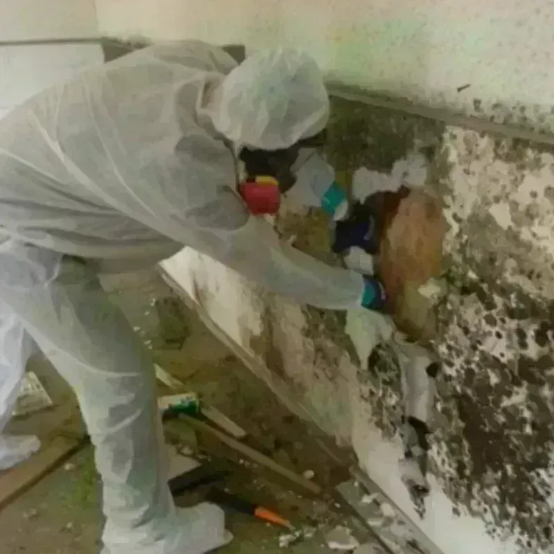 Mold Remediation and Removal in Madisonville, TN